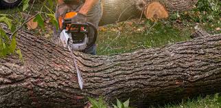 Best Tree Removal  in Genesee, ID