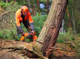 Best Tree Health Inspection  in Genesee, ID