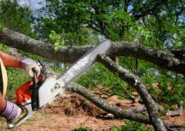 Best Arborist Consultation Services  in Genesee, ID