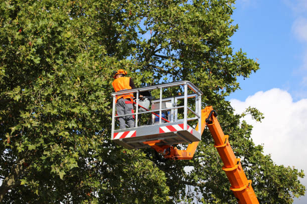 Best Hazardous Tree Removal  in Genesee, ID