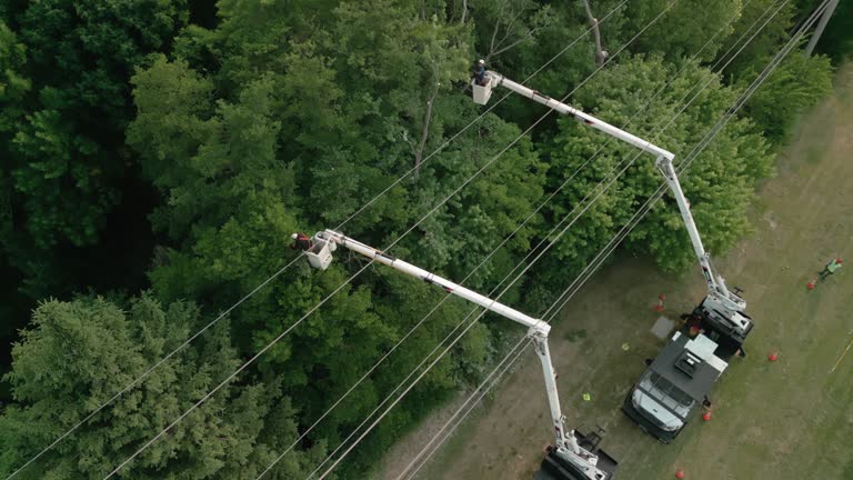 How Our Tree Care Process Works  in  Genesee, ID