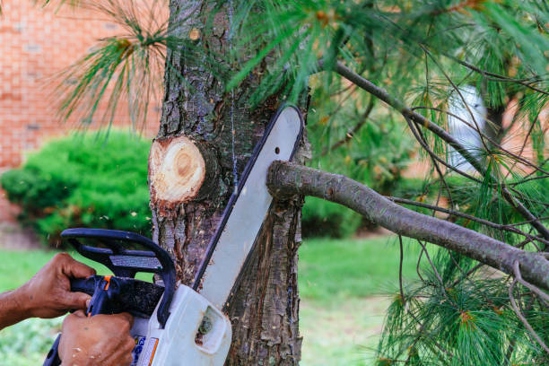 Professional Tree Removal in Genesee, ID